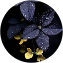 Ohoud profile picture